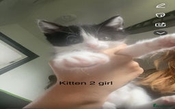 Mixed Breed cats for sale: Kittens for sale !!! - Image 14