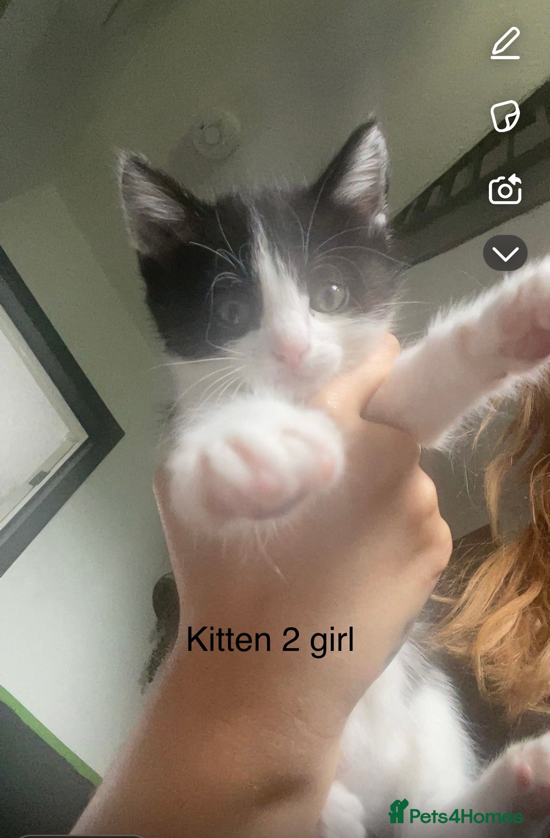 Mixed Breed cats for sale: Kittens for sale !!! - Image 14