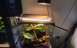 Gecko reptiles for sale: Male Yellow Headed Neon Day Gecko  - Image 5