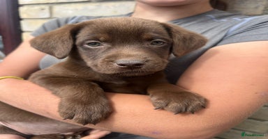 Labrador Retriever dogs - Advert 2