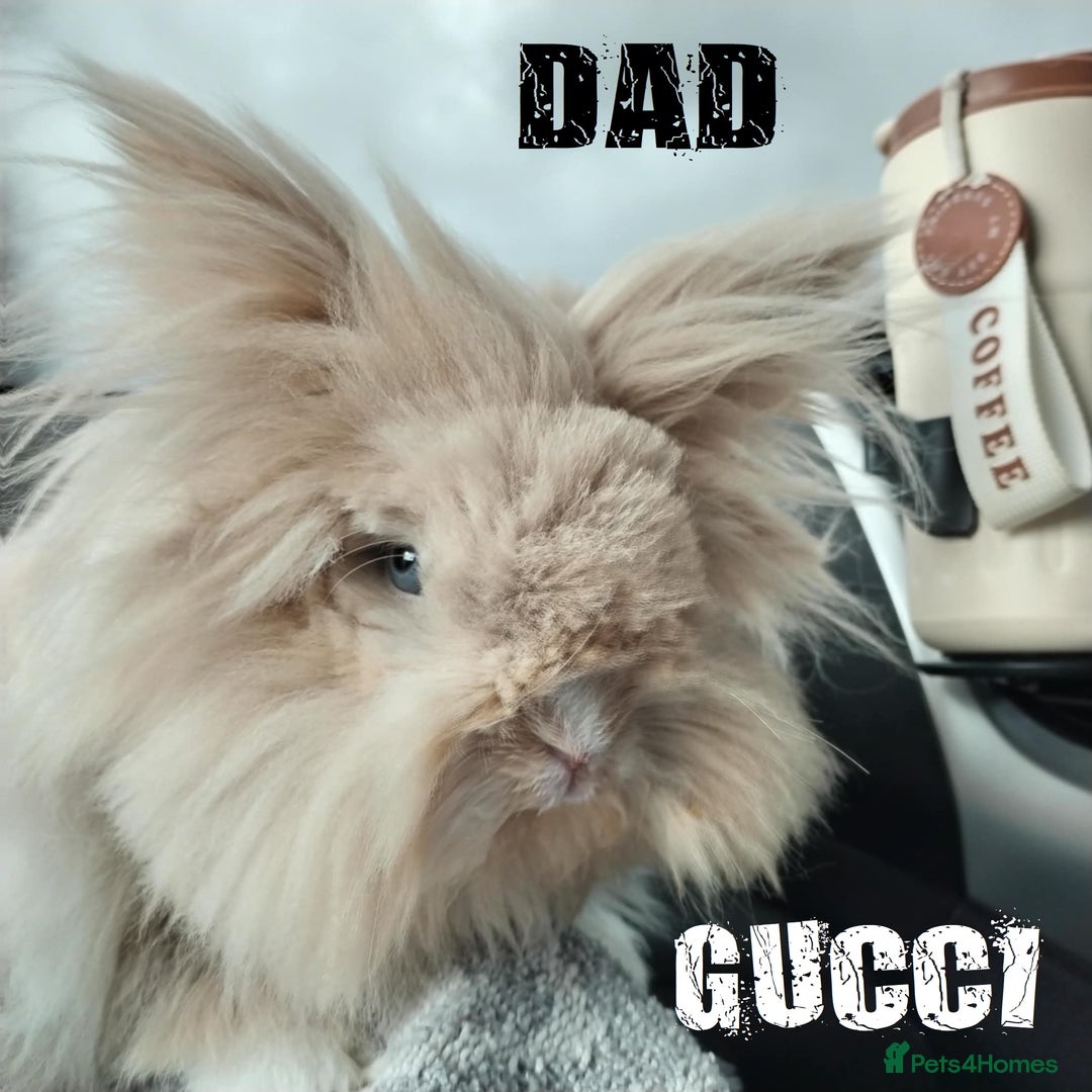 Lionhead rabbits for sale: Pure Breed Fluffy Double Mained Lionhead Kits - Image 16