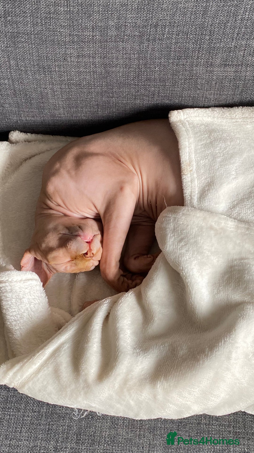 Sphynx cats for stud: Aslan  - Advert 6