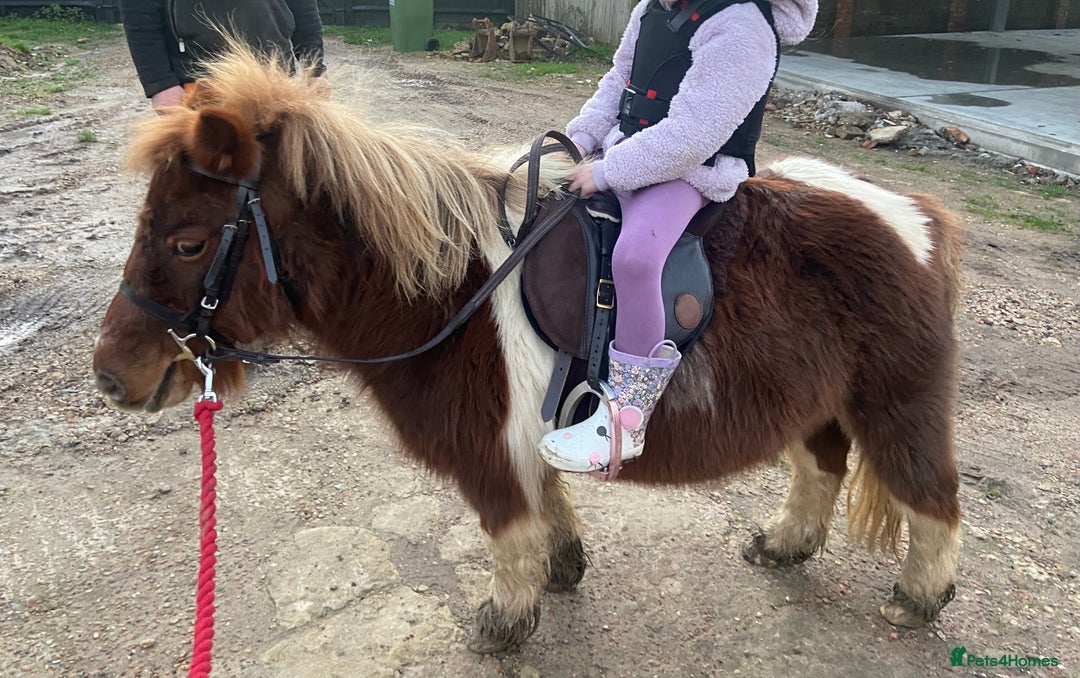 Shetland pony horses for sale: Princess  - Advert 6