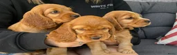 Cocker Spaniel dogs for sale: Cocker spaniel cross show cocker pups in Chard - Advert 4