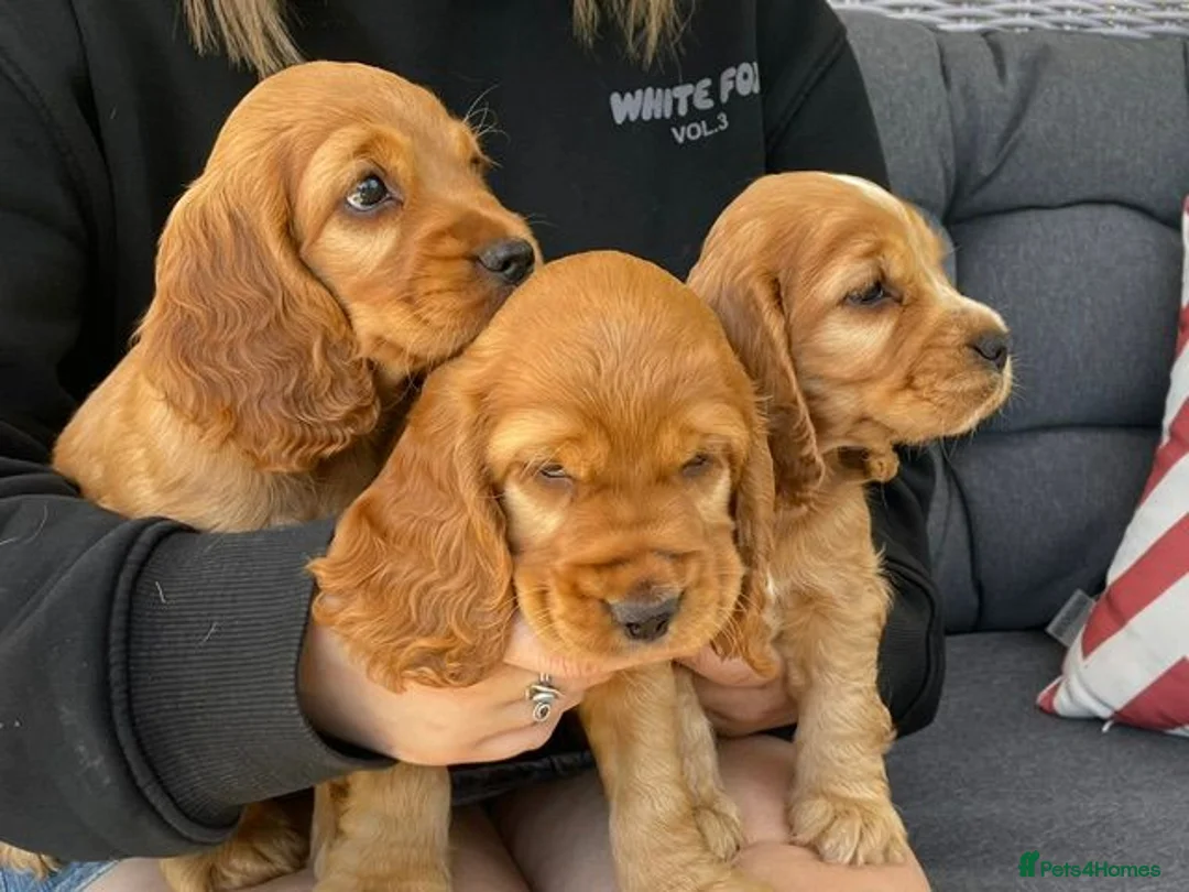 Cocker Spaniel dogs for sale: Cocker spaniel cross show cocker pups in Chard - Advert 4