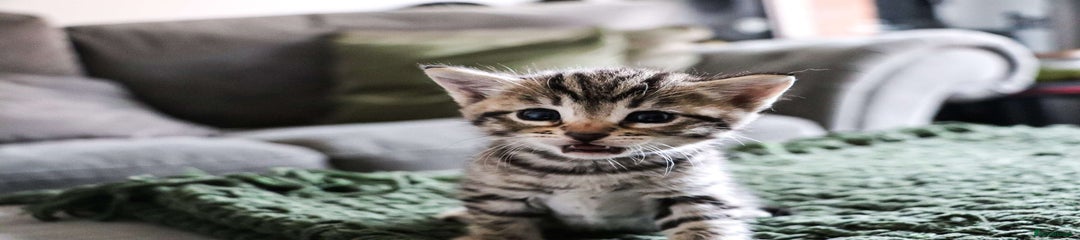 Bengal Kitten 1