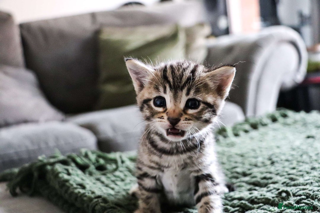 Bengal cats for sale: Beautiful Bengal Boy - Image 1