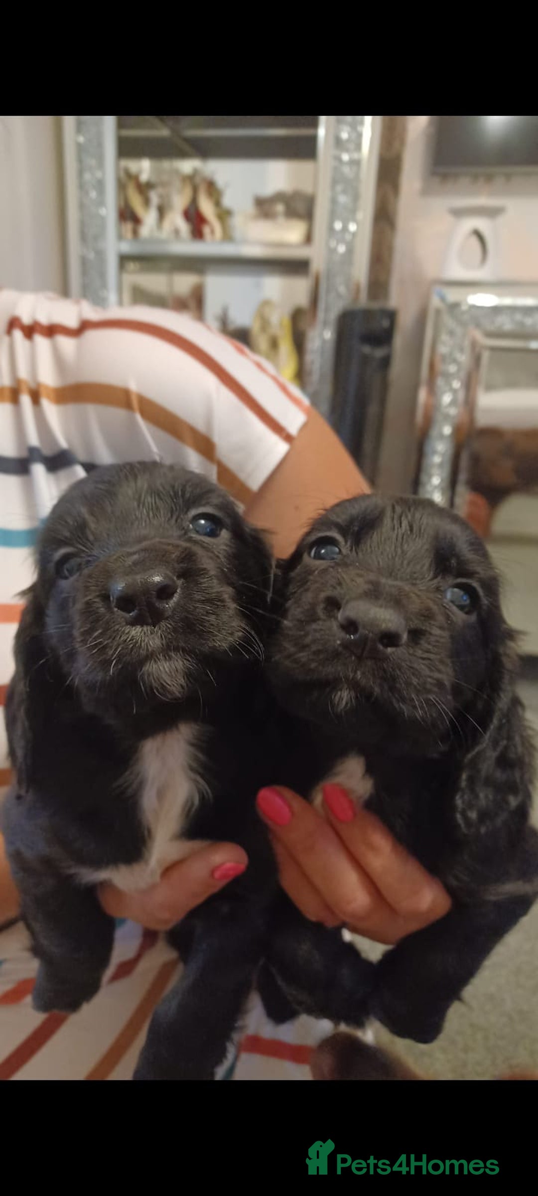 Cocker Spaniel dogs for sale: Cocker spaniel pups  - Image 2