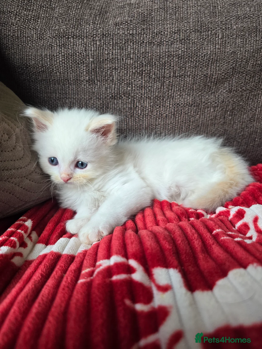 Ragdoll cats for sale: Gorgeous boy looking for loving home - Advert 4