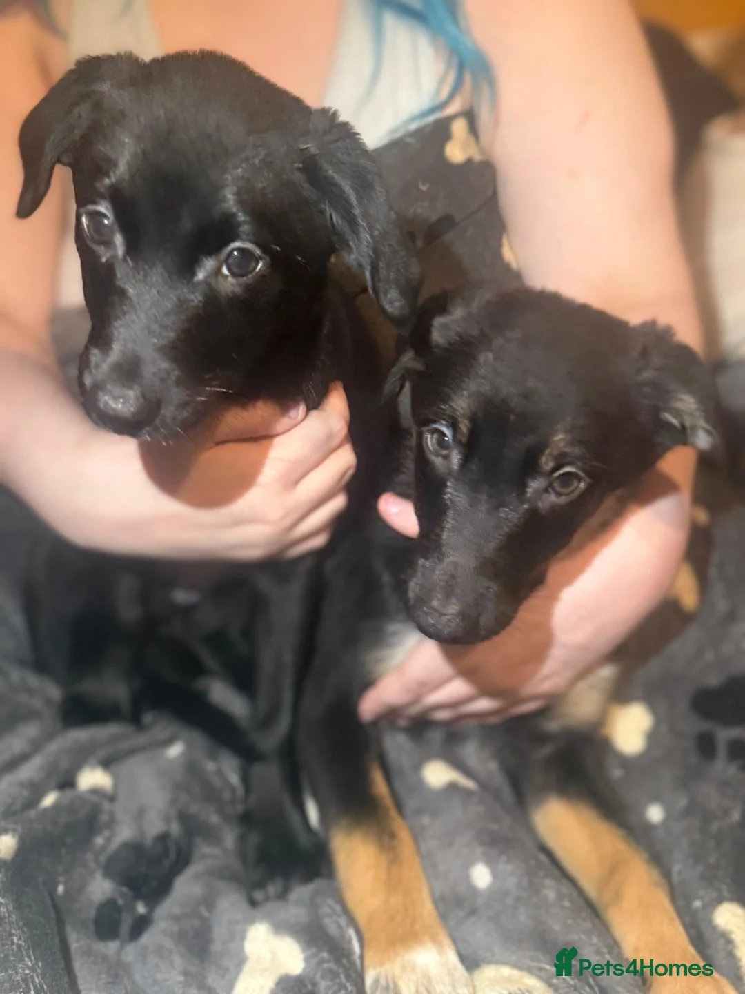 Mixed Breed dogs for sale: Labrador Collie Cross Puppies Male and Female in Eyemouth - Advert 2