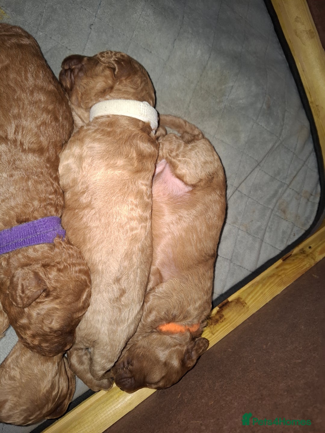 Cavapoo dogs for sale: Amazing Cavapoo's 🐶❤️ - Image 15