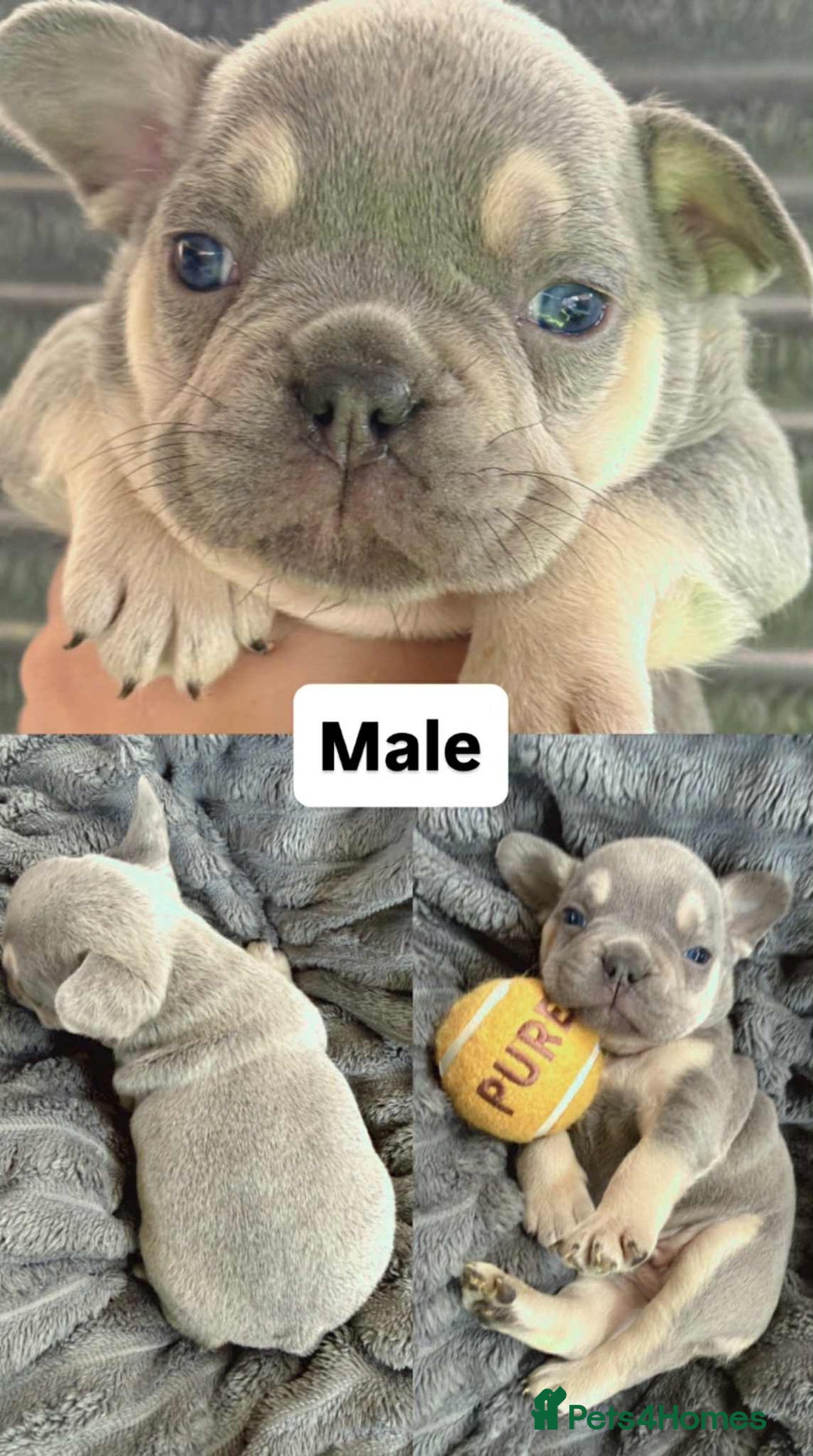 French Bulldog dogs for sale: French Bulldog – Secure Your Puppy Now! - Advert 5