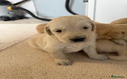 Golden Retriever dogs for sale: Stunning KC Registered Golden Retriever Puppies - Image 9