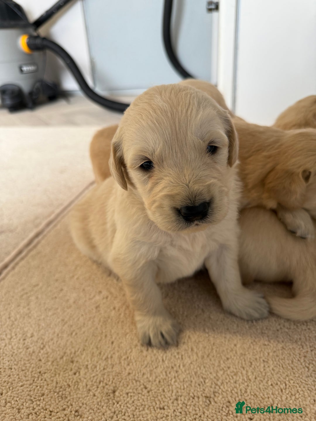 Golden Retriever dogs for sale: Stunning KC Registered Golden Retriever Puppies - Image 9