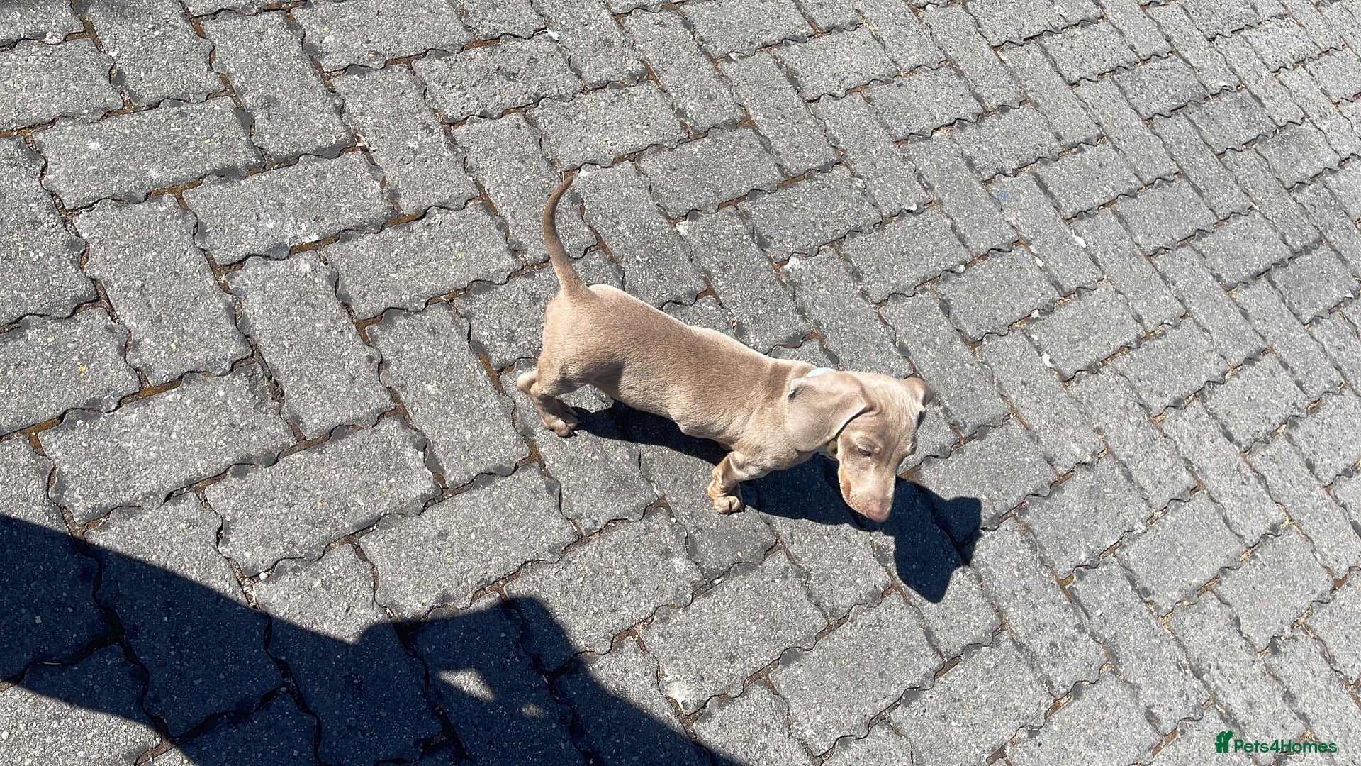 Miniature Dachshund dogs Miniature dachshund male puppy for rehoming  - Advert 9