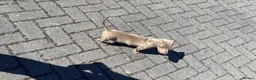 Miniature Dachshund dogs for sale: Miniature dachshund male puppy for rehoming  - Advert 1
