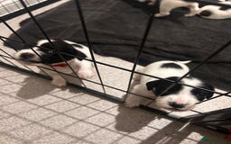 English Springer Spaniel dogs for sale: 2 GIRLS LEFT - English Springer Spaniel Puppies - Image 4