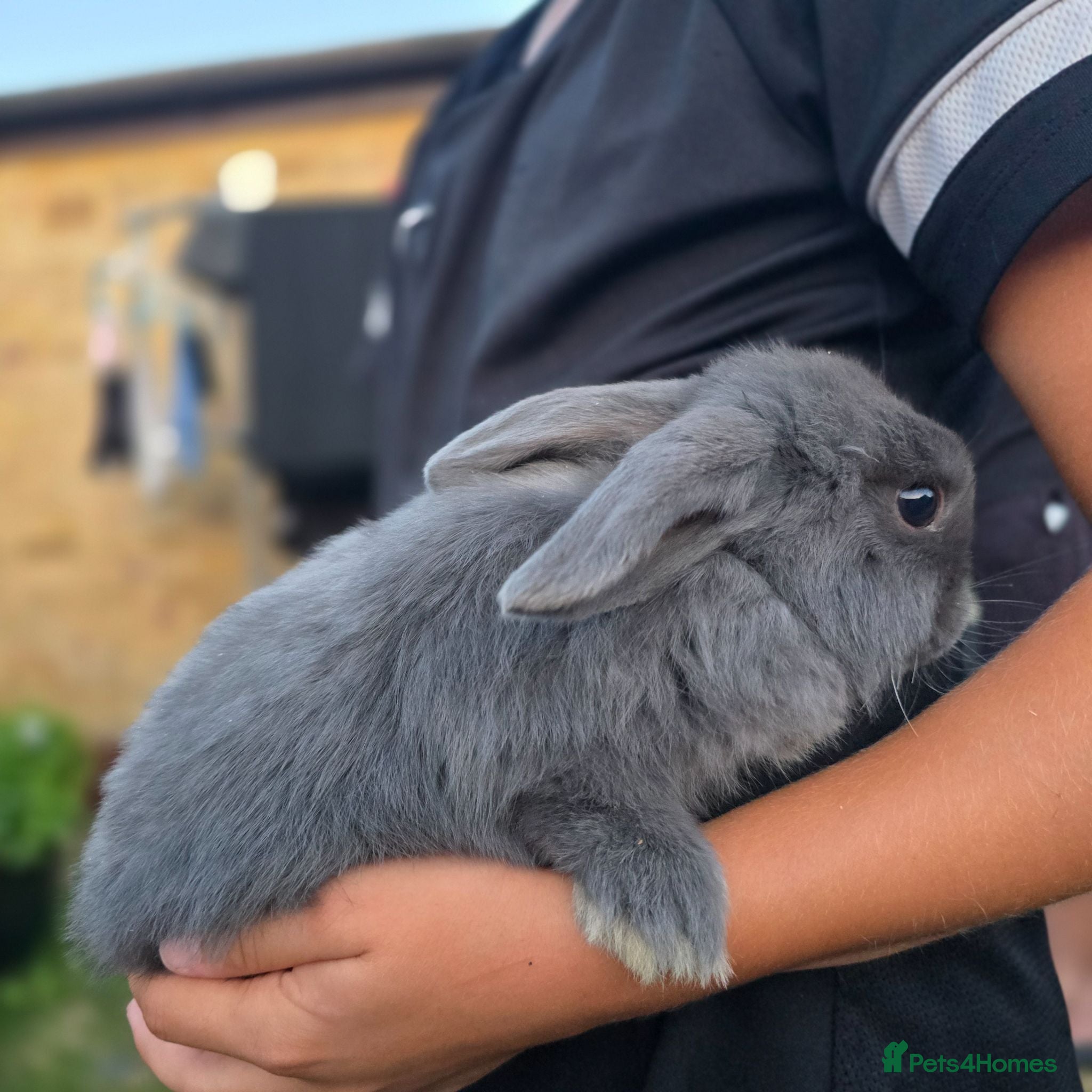 Mini Lop rabbits Mini Loop bunnies 12 weeks old 3 bunnies left - Advert 2