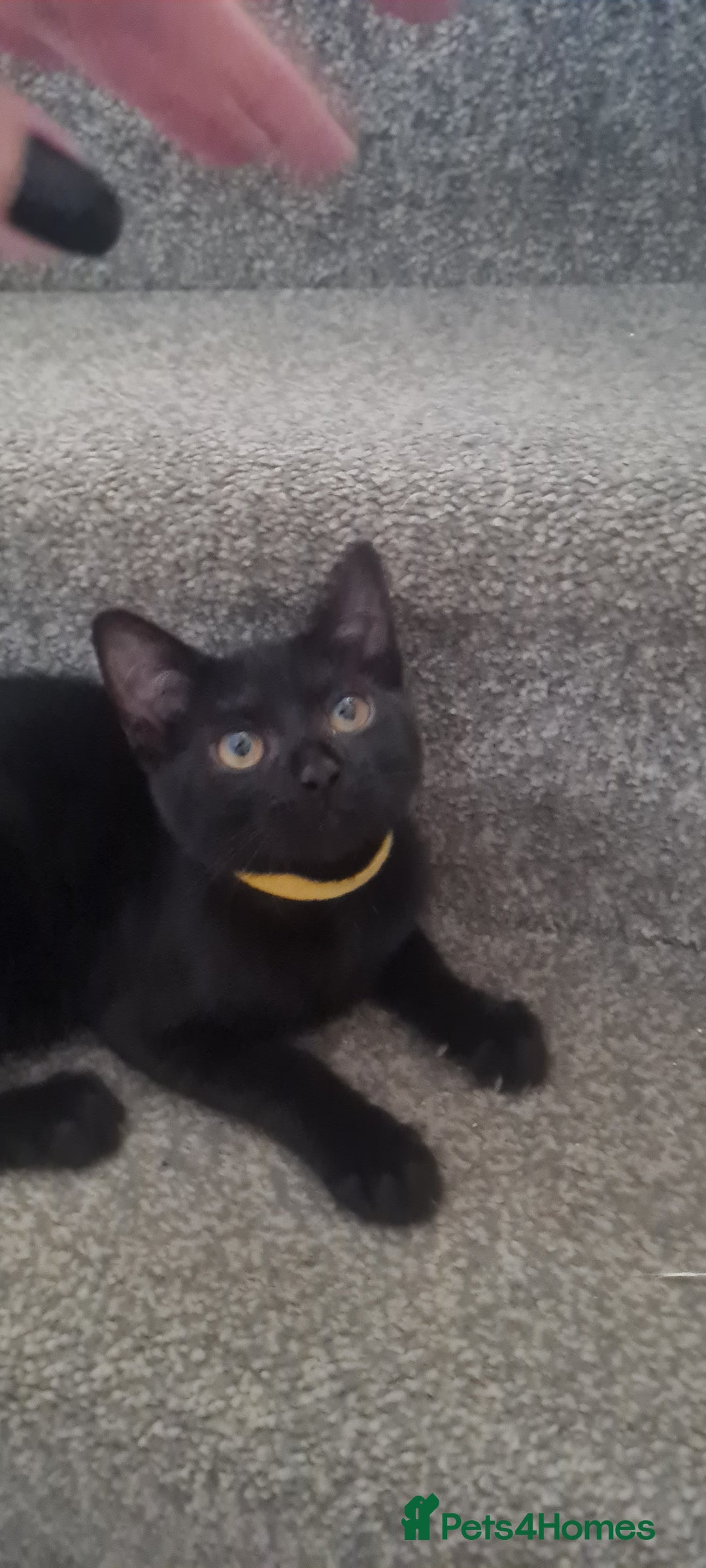 Mixed Breed cats for sale: Cute boy kittens ready now - Image 7