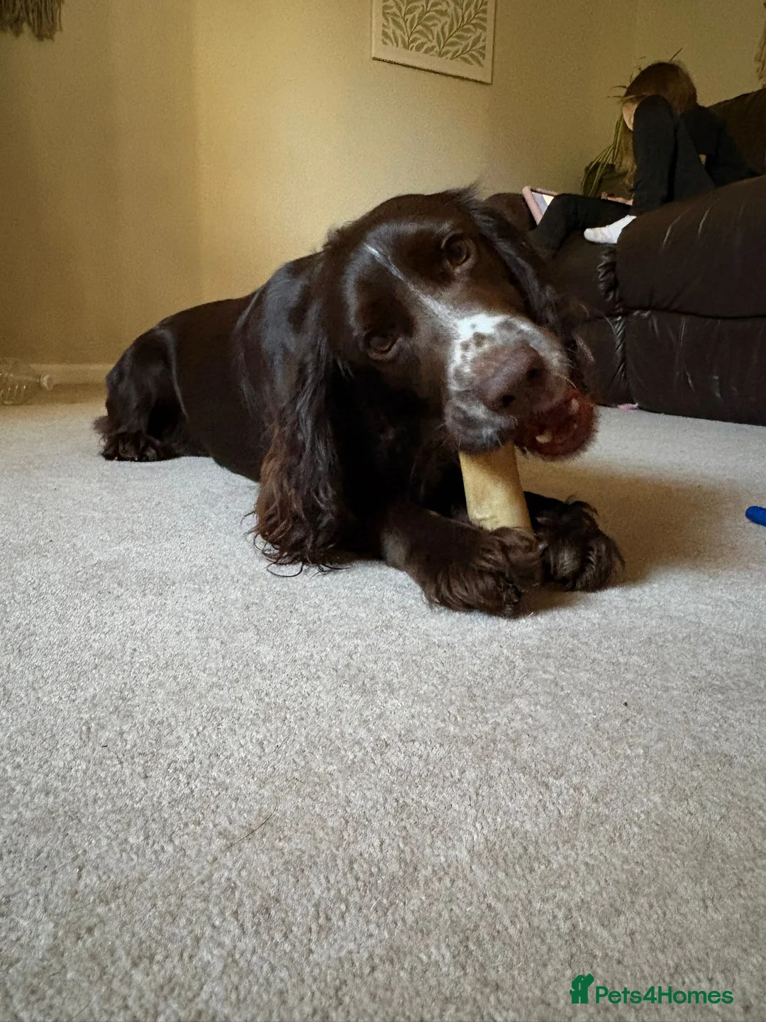 Cocker Spaniel dogs for sale: "Coco" Cocker Spaniel  - Advert 6