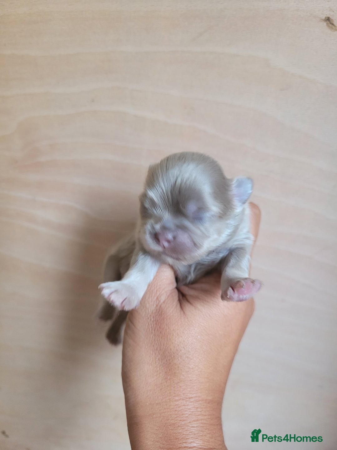 Shih Tzu dogs for sale: Three stunning Lavender/dobie Imperial ShihTzu - Image 4