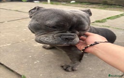 French Bulldog dogs for sale: Female French bulldog - Image 3