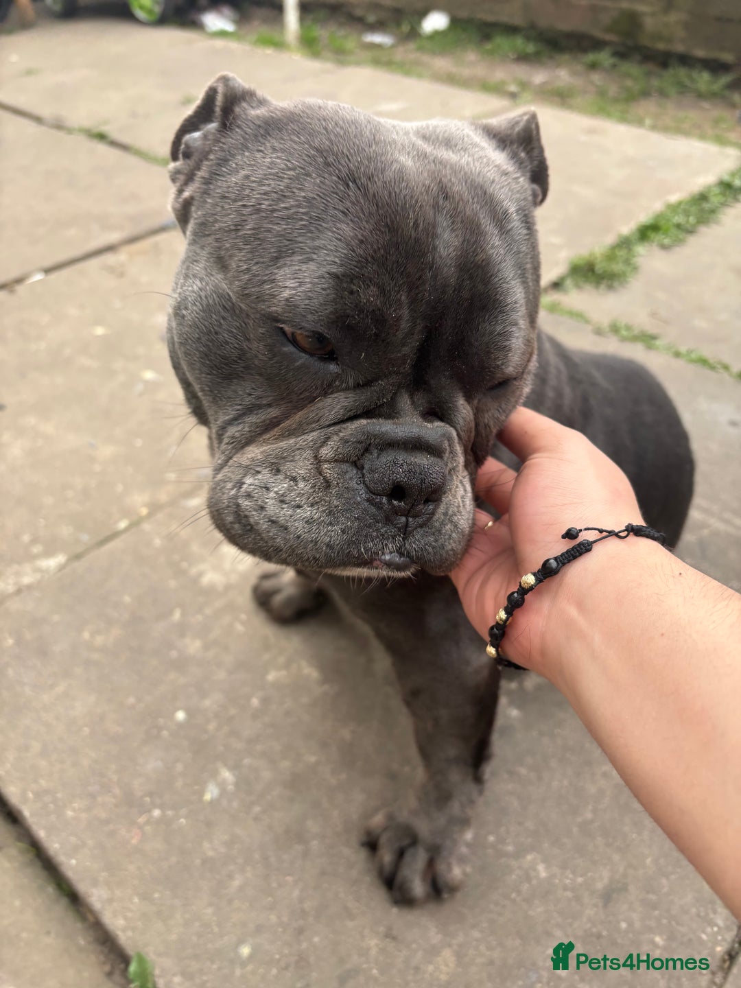 French Bulldog dogs for sale: Female French bulldog - Image 3