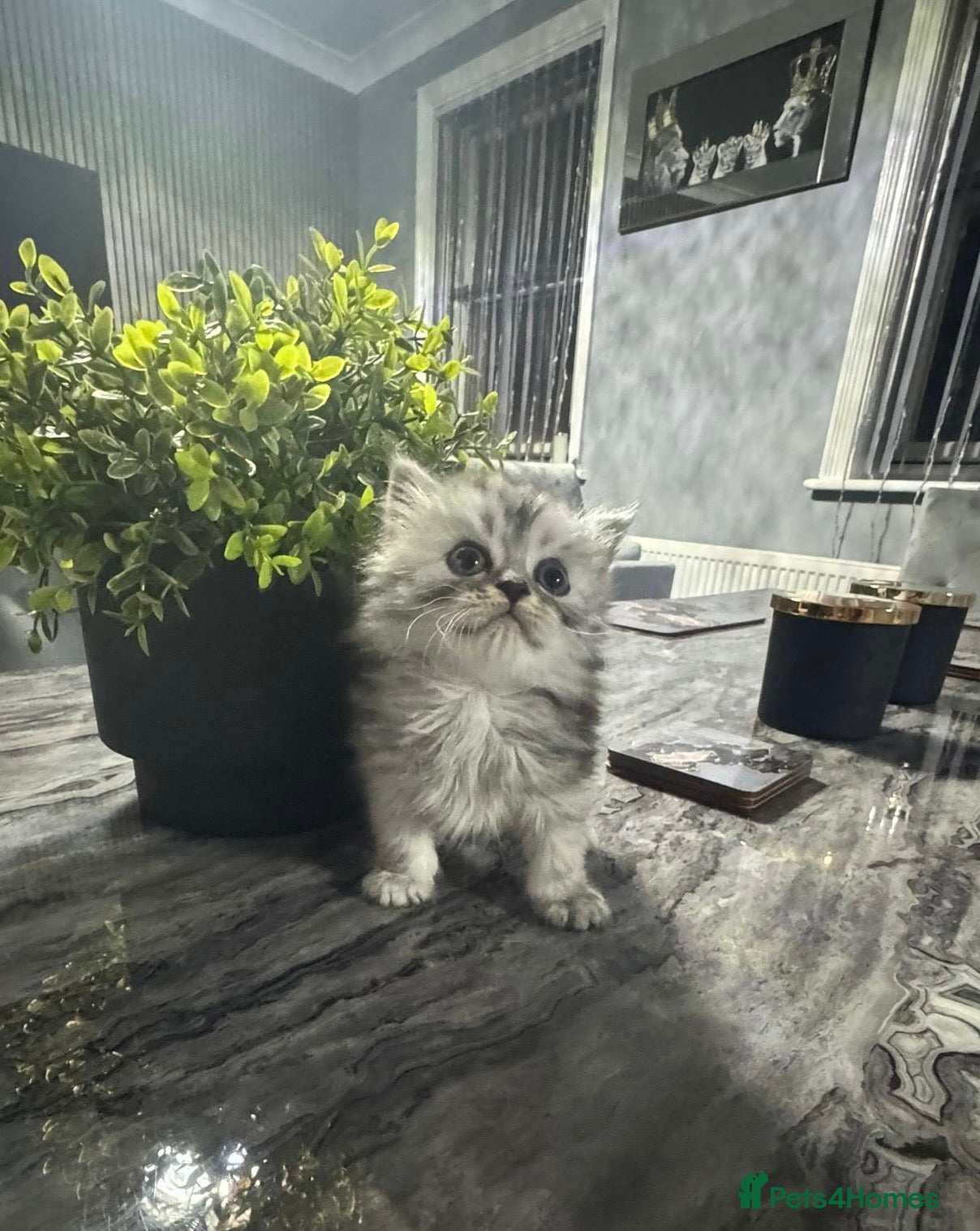Persian cats Pure Persian long coat kitten’s - Advert 2