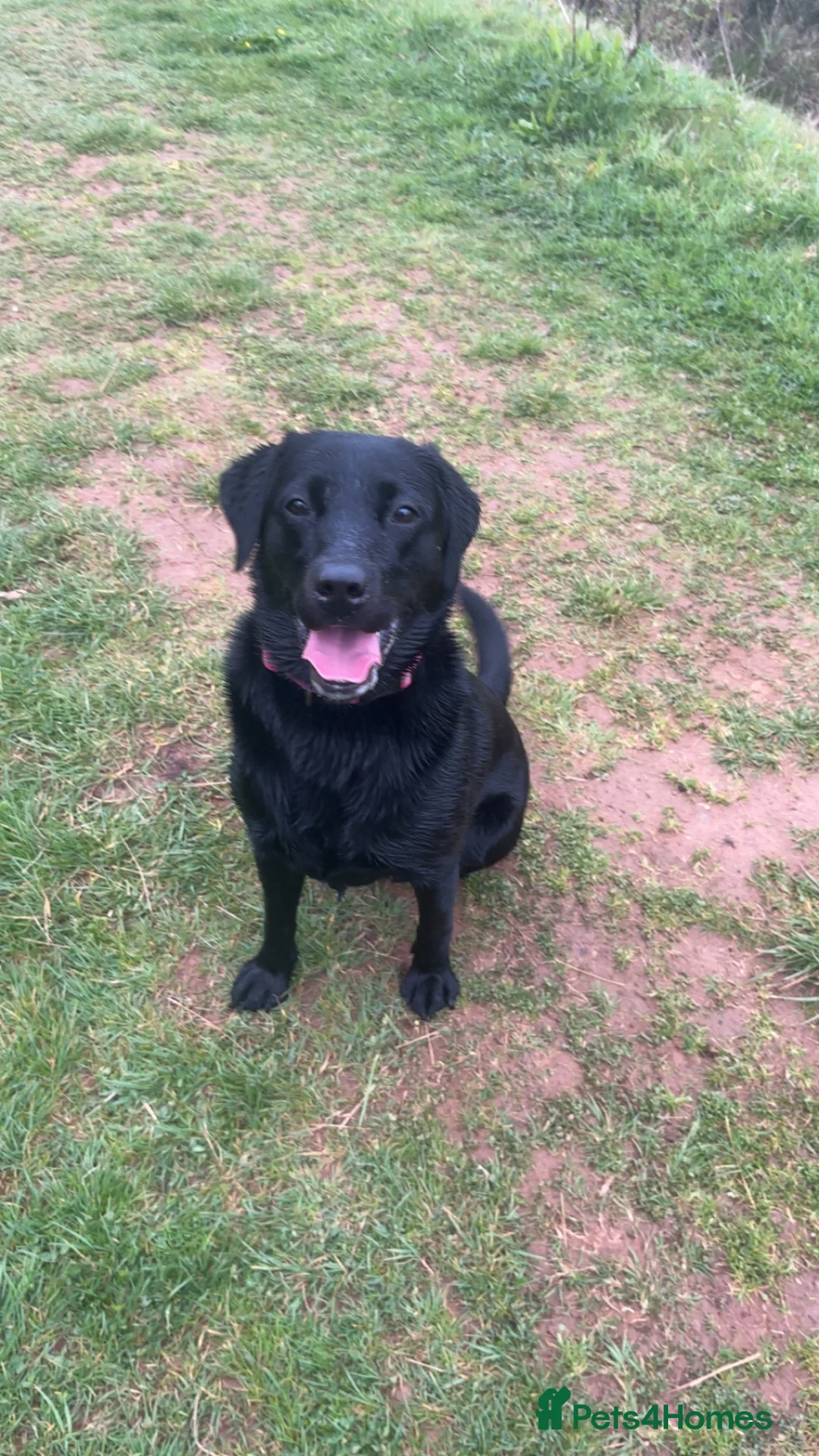 Labrador Retriever dogs for sale: Beautiful black Labrador - 2 years old  - Advert 4