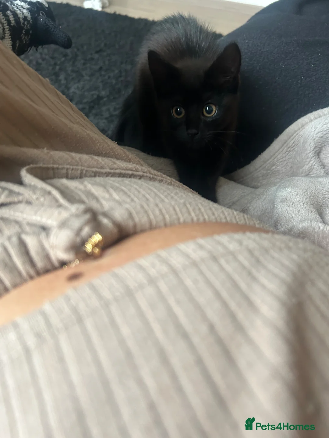 Domestic Shorthair cats for sale: Male kitten - Advert 1