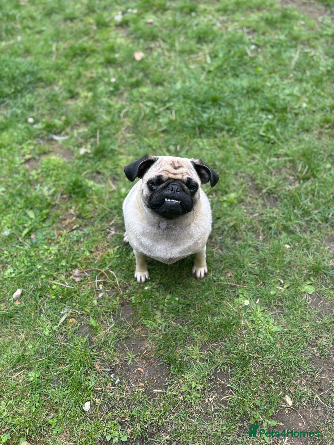 Puggle dogs for sale: Maya pug  - Image 4