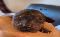 Miniature Dachshund dogs for sale: Longhaired Minature Dauchounds - Image 15