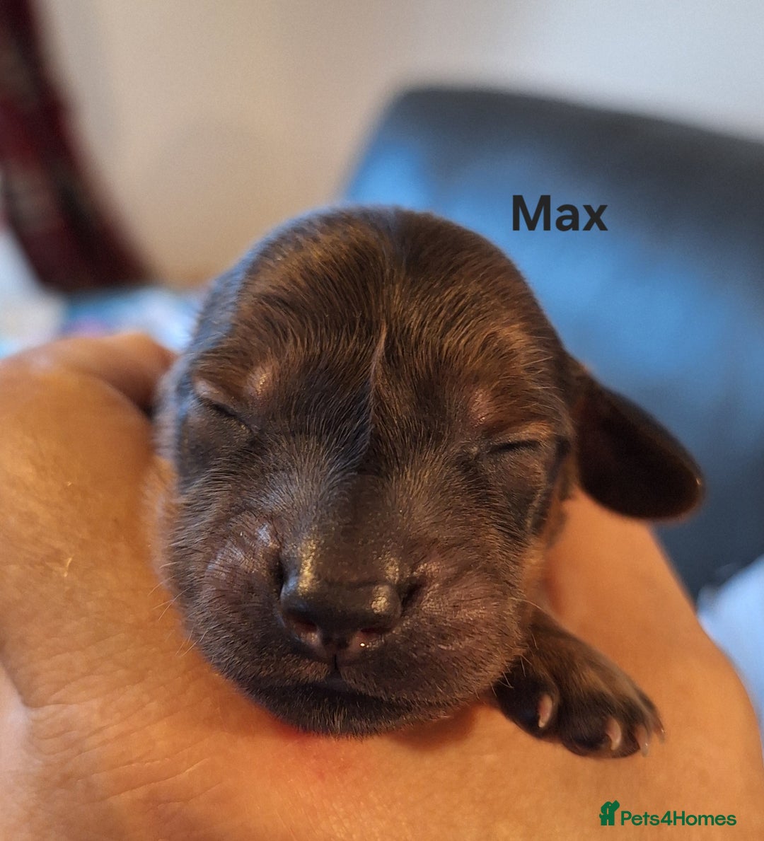 Miniature Dachshund dogs for sale: Longhaired Minature Dauchounds - Image 15