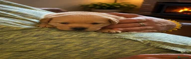 Labrador Retriever 2