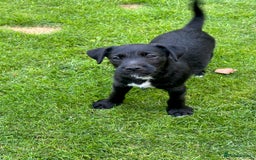 Patterjack dogs for sale:  🐾 Patterdale x Jack Russell Puppies 🐾 - Image 8