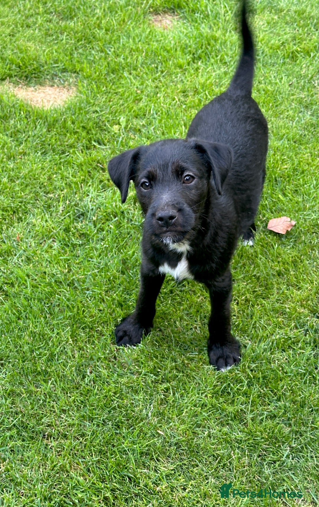 Patterjack dogs for sale:  🐾 Patterdale x Jack Russell Puppies 🐾 - Image 8