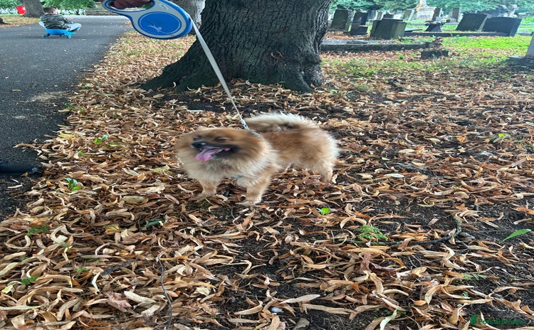 Pomeranian dogs - Advert 15