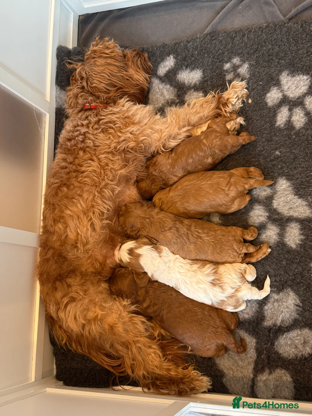 Cavapoo dogs for sale: Cavapoo boy ready to go to forever home - Advert 1