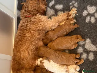 Cavapoo dogs Cavapoo boy ready to go to forever home - Advert 8