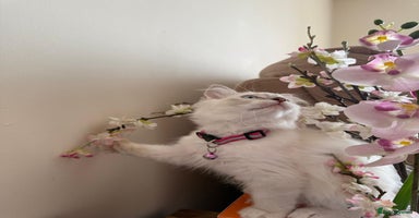 Ragdoll cats - Advert 4