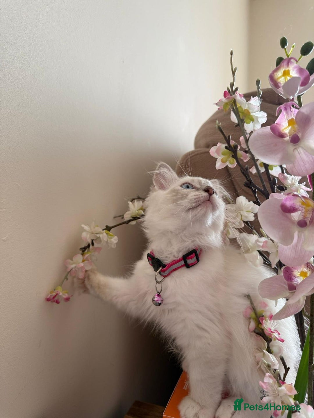 Ragdoll cats for sale: The Last Adorable Girl Ragdoll - Image 3
