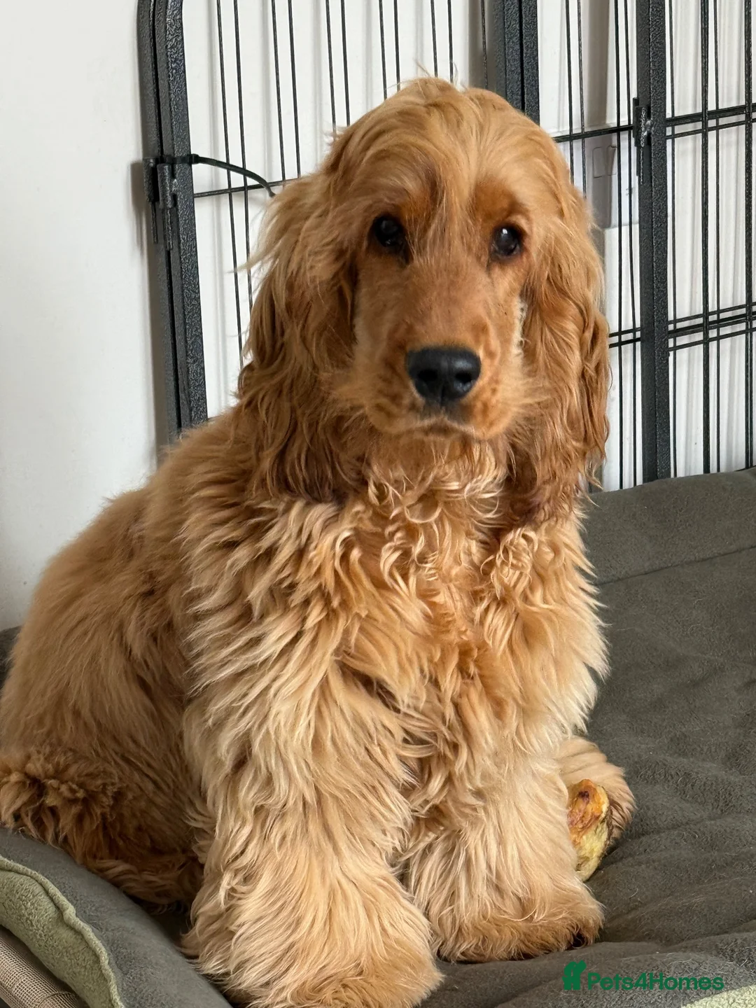 Cocker Spaniel dogs for stud: KC registered golden show cocker spaniel stud  - Advert 6