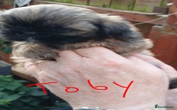 Shih Tzu dogs for sale: 2 x male ShihTzu pups not ready yet - Image 3