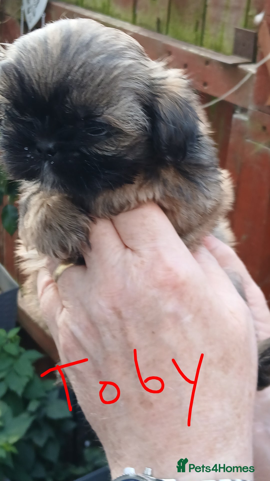 Shih Tzu dogs for sale: 2 x male ShihTzu pups not ready yet - Image 3