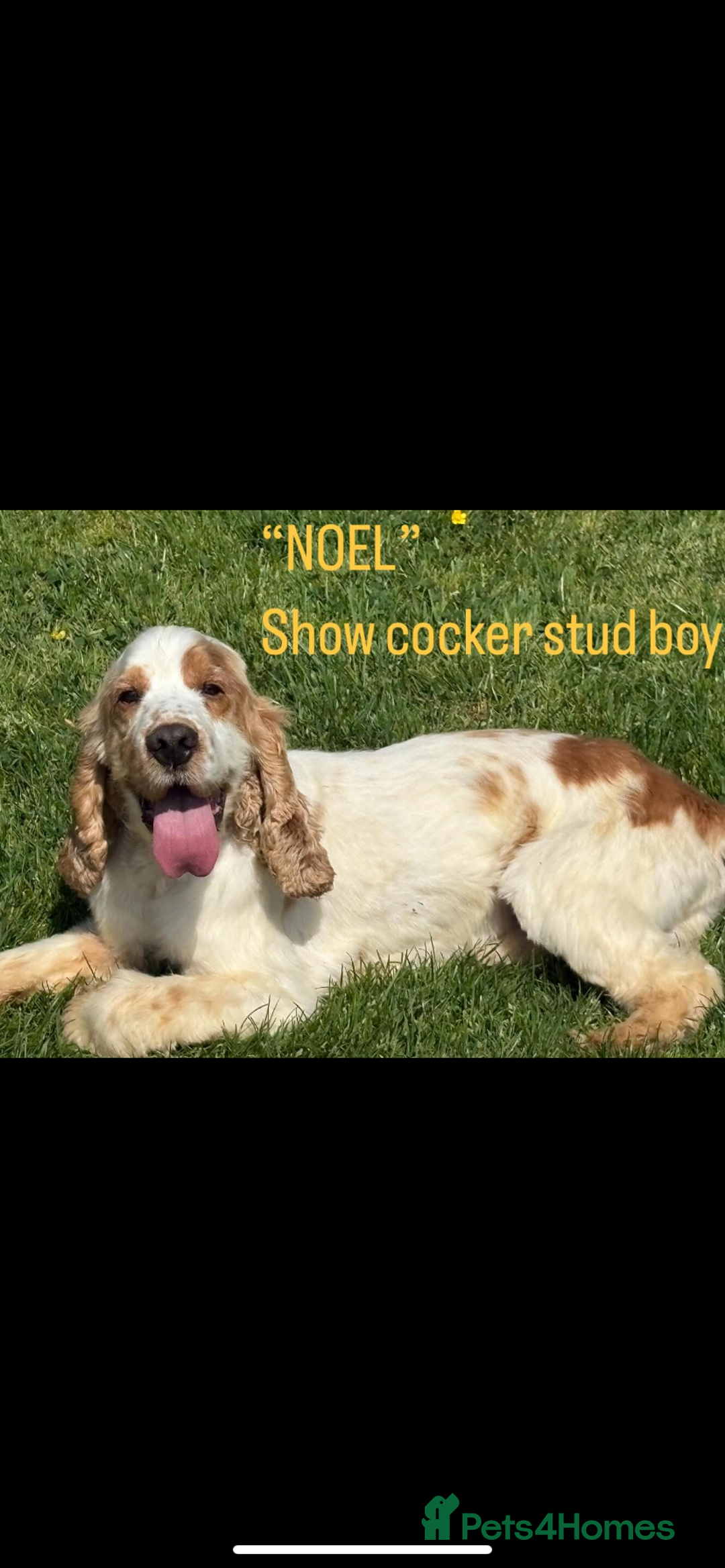 Cocker Spaniel dogs for sale: Fox red show cocker spaniels  - Image 8