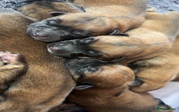 Belgian Shepherd Dog dogs for sale: Belgian Malinois Puppies  - Image 3
