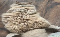 Scottish Fold cats for sale: Bear - 7 Months old Scottish straight  - Image 4
