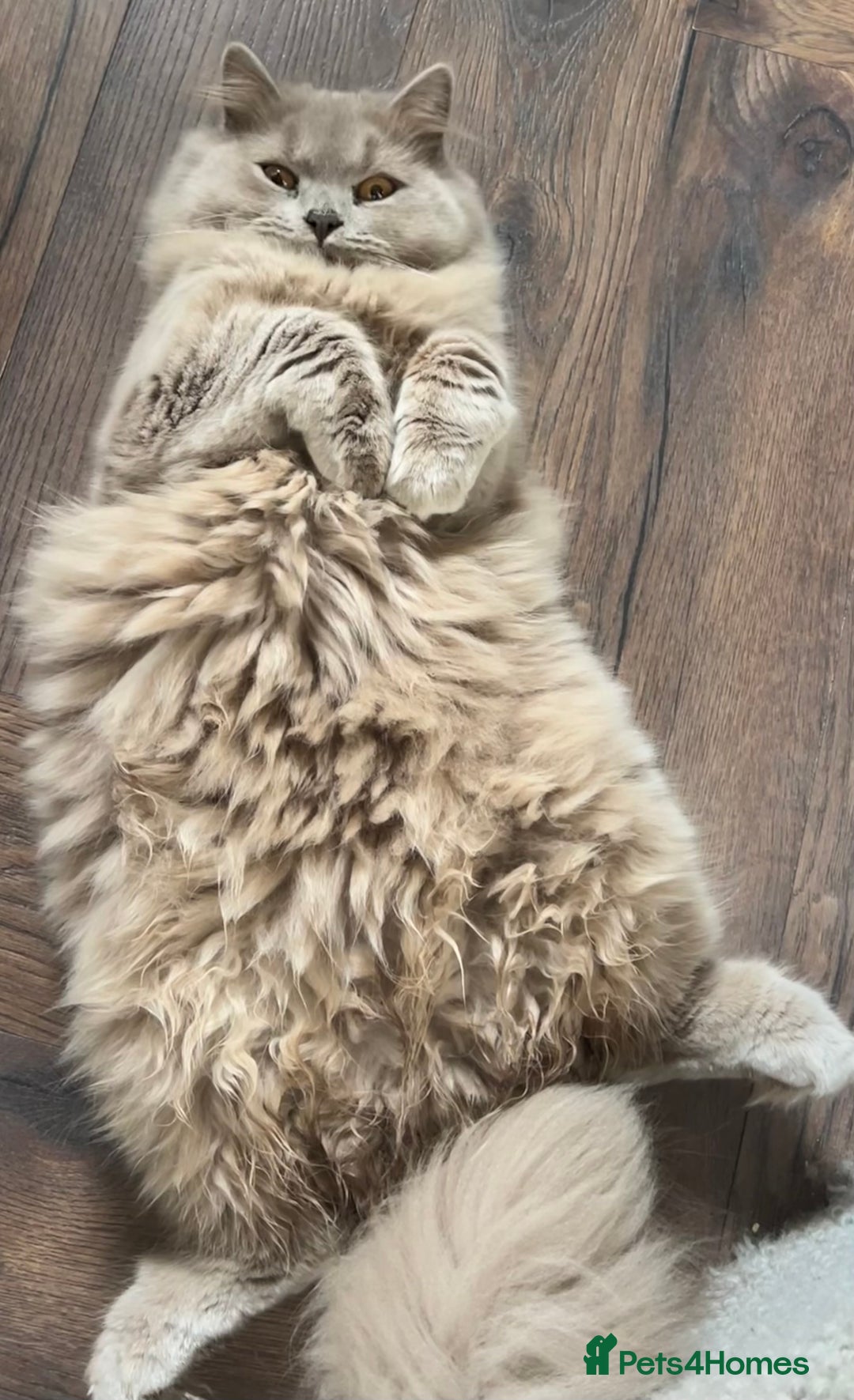 Scottish Fold cats for sale: Bear - 7 Months old Scottish straight  - Image 4
