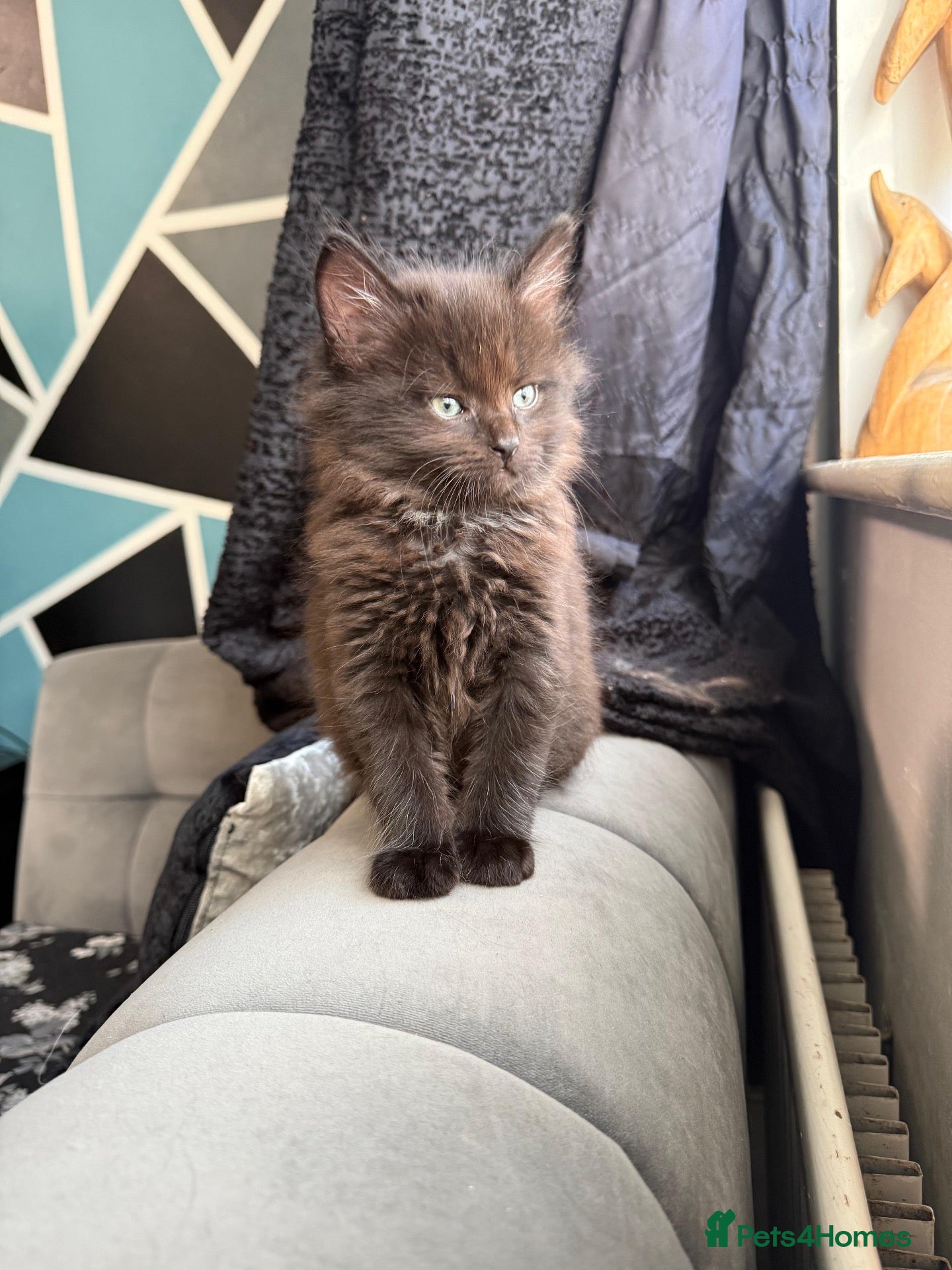 Maine Coon cats for sale: Maine Coon x British shorthair  - Advert 7