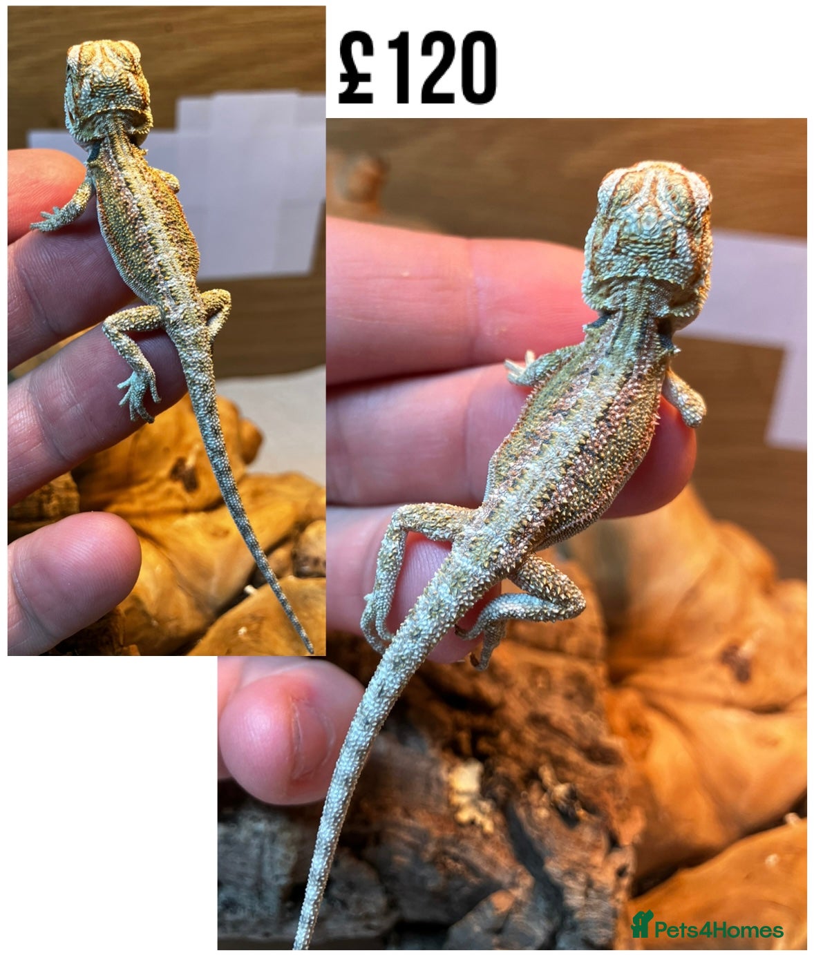 Bearded Dragon reptiles Baby Bearded Dragons For Sale! - Advert 5